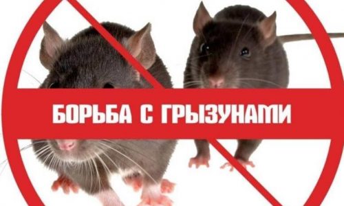 Дератизация